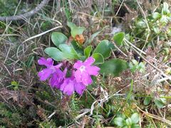 Primula spectabilis