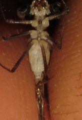 Palaemnema