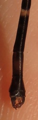 Palaemnema