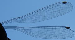 Palaemnema