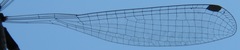 Palaemnema