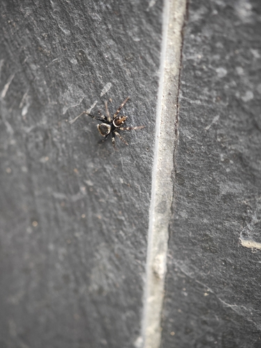 Adanson's House Jumper