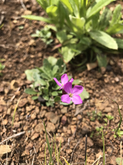 Arabis blepharophylla