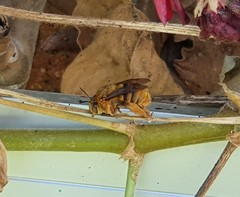 Amegilla bombiformis