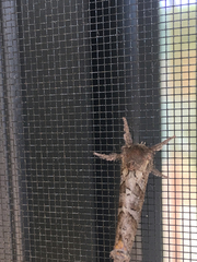 Phymatopus californicus