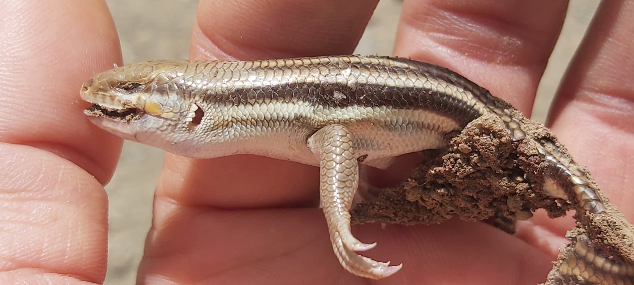Persian Striped Skink photo 3