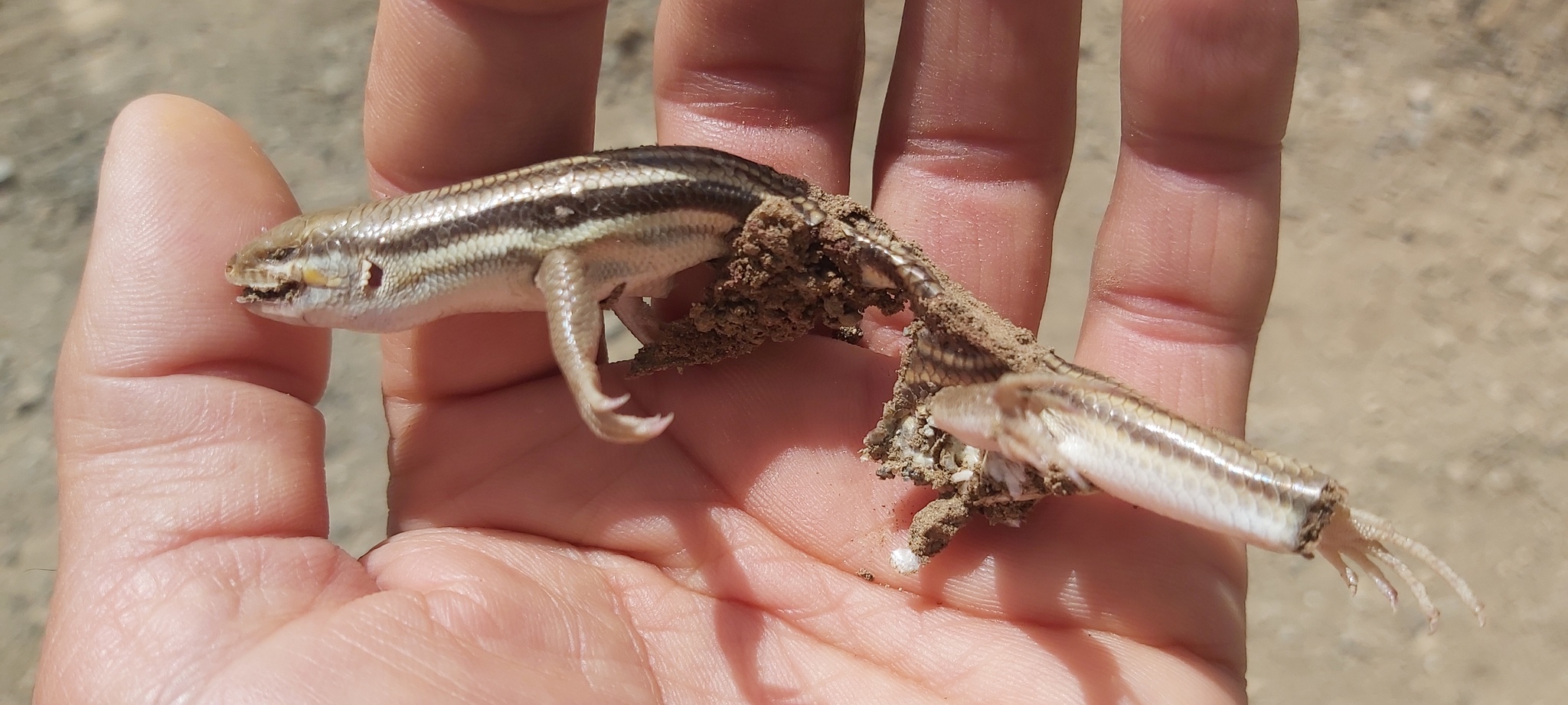 Persian Striped Skink photo 4