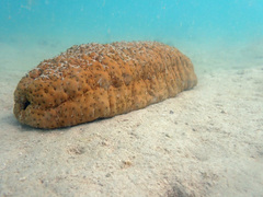 Stichopus herrmanni