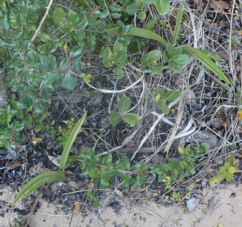 Eulophia speciosa, photograph 6