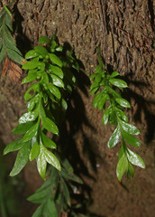 Tmesipteris lanceolata
