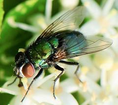 Lucilia illustris