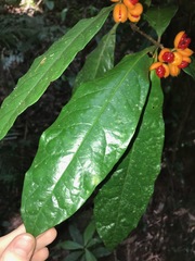 Pittosporum rubiginosum