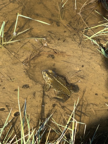Mongolian Toad