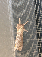 Phymatopus californicus