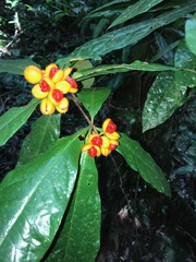 Pittosporum rubiginosum