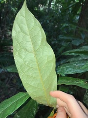 Pittosporum rubiginosum