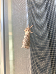 Phymatopus californicus