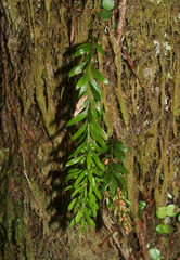 Tmesipteris sigmatifolia