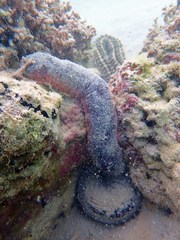 Holothuria edulis