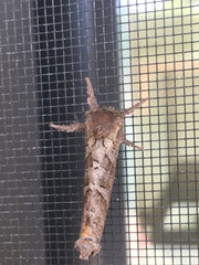 Phymatopus californicus