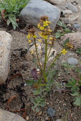 Rorippa curvisiliqua