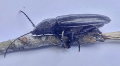 Mallodon dasystomus