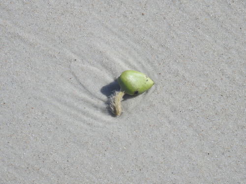 black mangrove