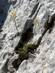 Draba lasiocarpa