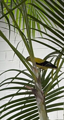 Black-naped Oriole