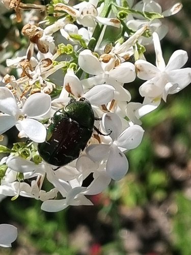 European Rose Chafer