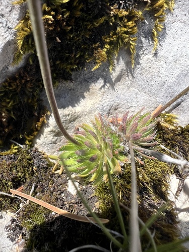 Draba lasiocarpa, photograph 2
