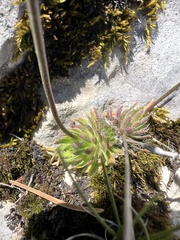 Draba lasiocarpa, photograph author not stated, no rights reserved