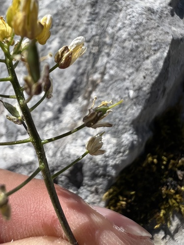 Draba lasiocarpa, photograph 3