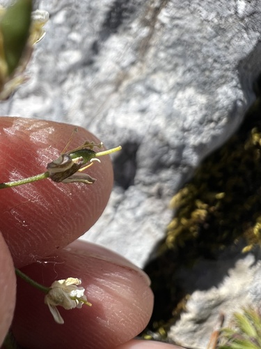 Draba lasiocarpa, photograph 4