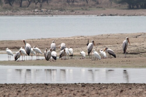 iNaturalist image