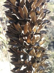Agave schidigera