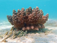 Actinodendron alcyonoideum