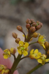 Rorippa curvisiliqua