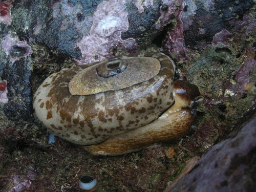 Giant Keyhole Limpet
