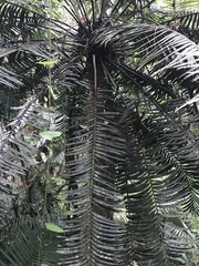 Lepidozamia hopei