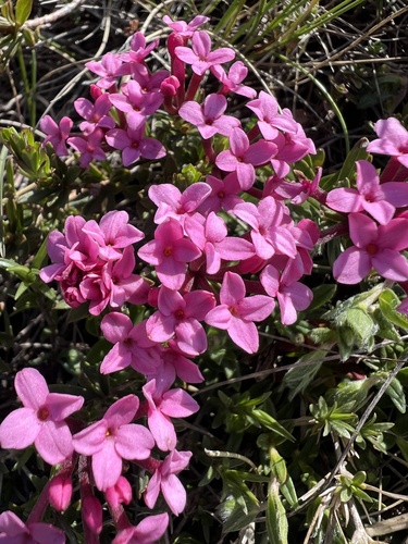 Rose daphne (Daphne cneorum)