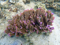 Montipora confusa