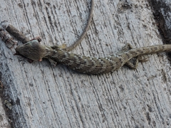 Gerrhonotus ophiurus