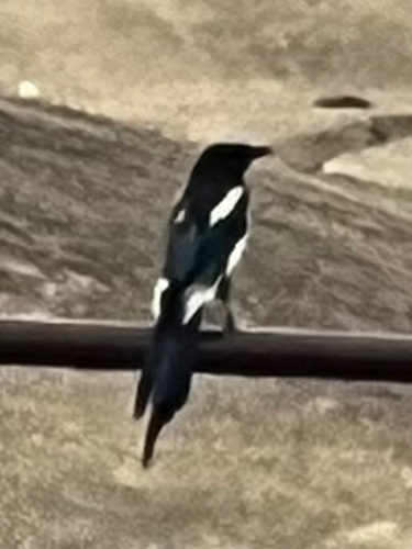 Oriental Magpie