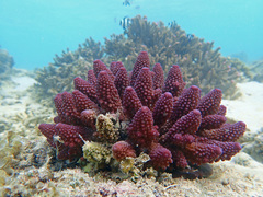 Acropora gemmifera