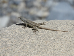 Sceloporus couchii
