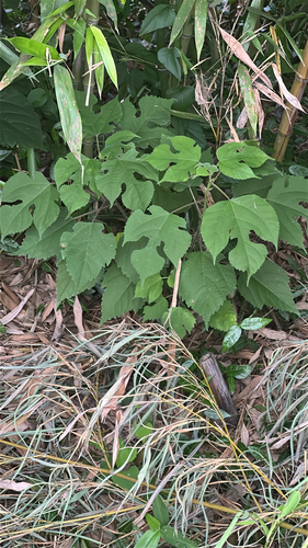 Paper mulberry