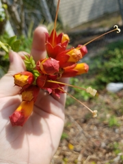 Campsis radicans