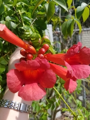 Campsis radicans