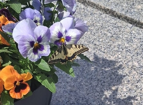 Old World Swallowtail